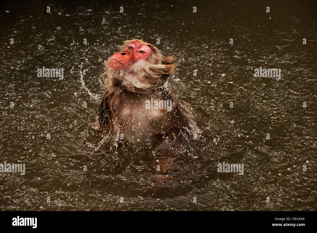 A bathing Japanese macaque (snow monkey) shakes off in the hot springs at Jigokudani, Nagano, Japan. Stock Photo