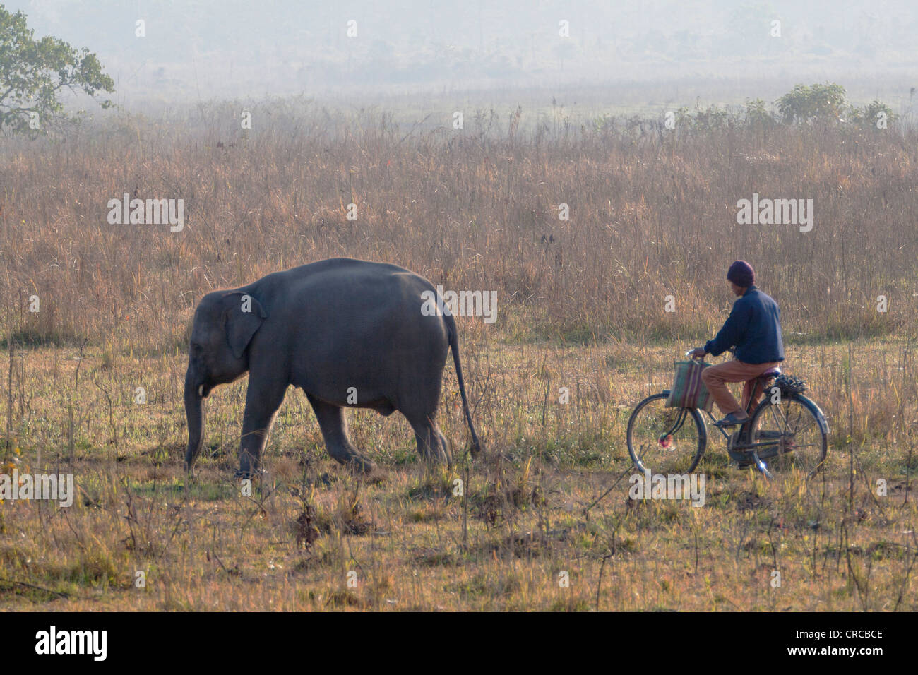 Infant elephant walks through the grassland with its cycling mahout in tow, Manas National Park, Assam, India Stock Photo