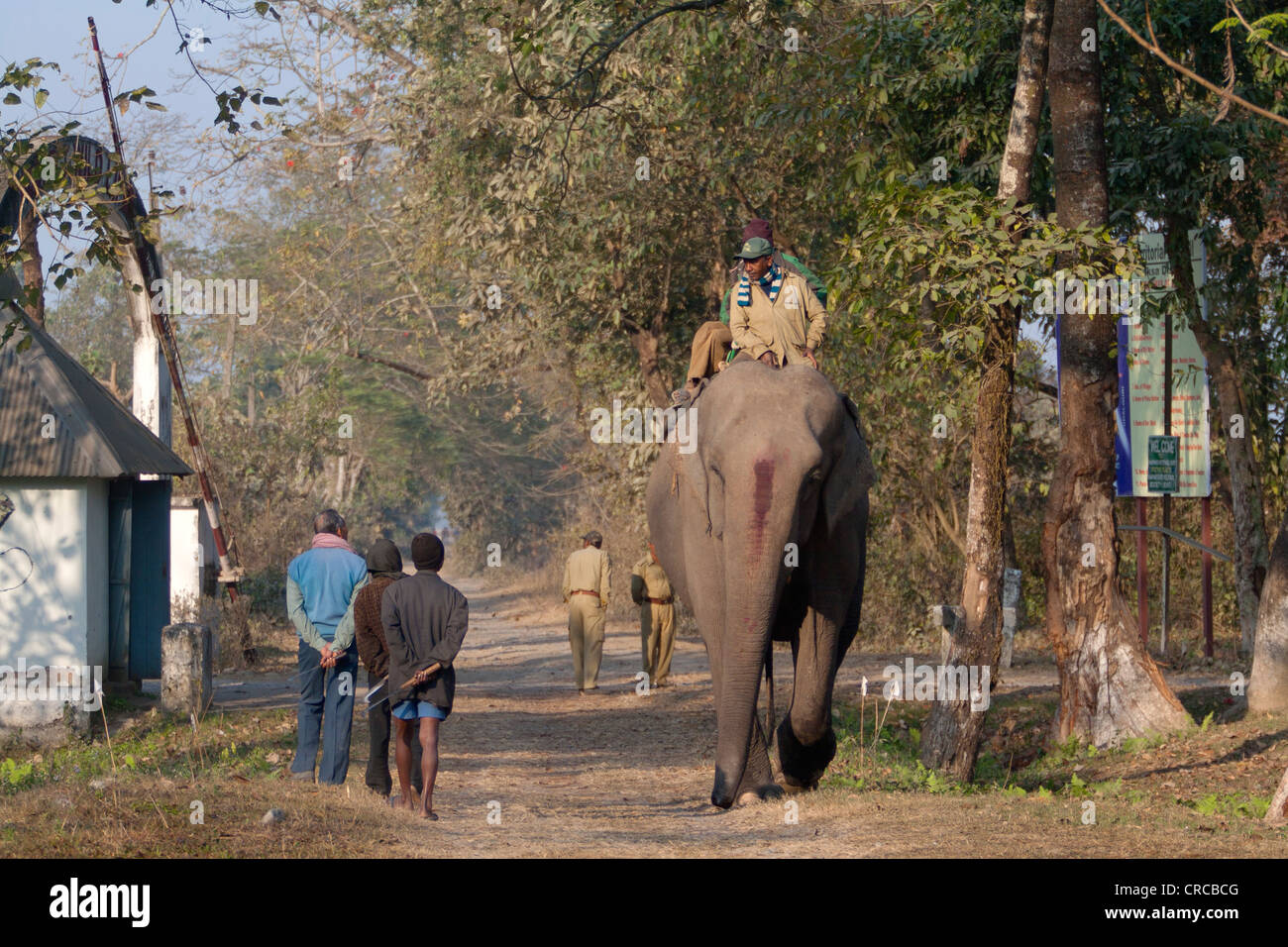 Domesticated elephant on a track near the southern entrance gate, Manas National Park, Assam, India Stock Photo