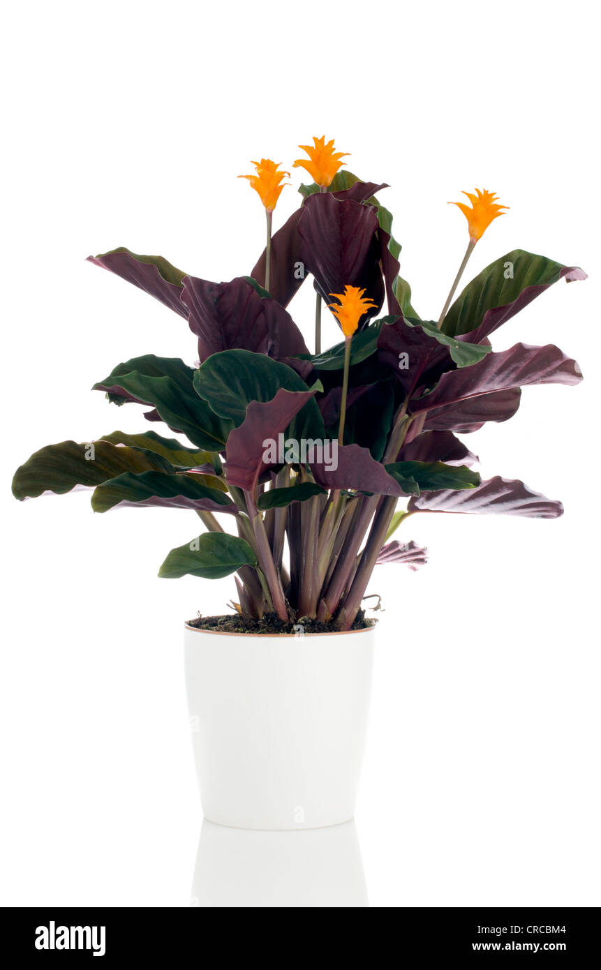 Calathea calathea crocata hi-res stock photography and images - Alamy
