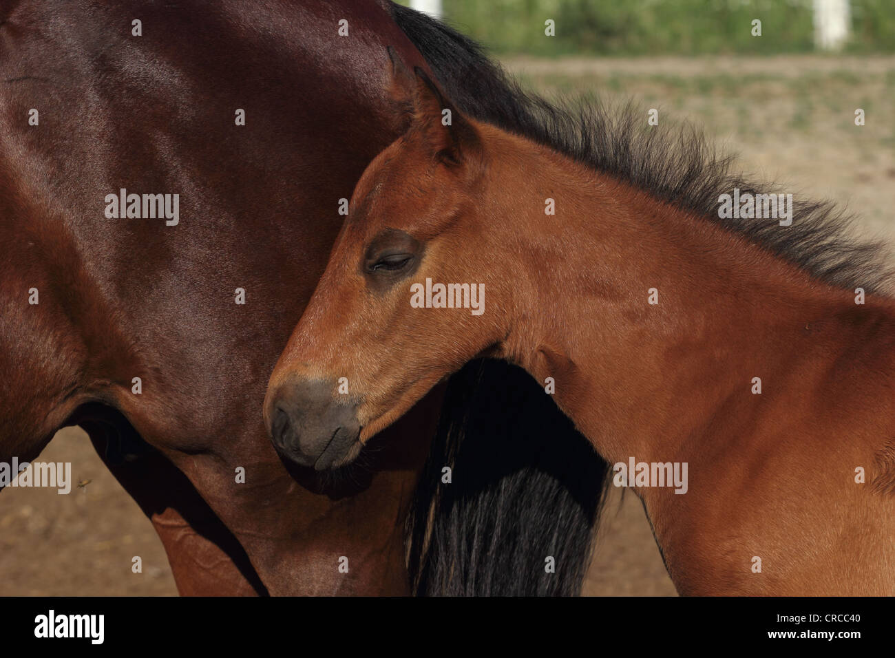Bay foal standing dozing in the sun next to mother Stock Photo