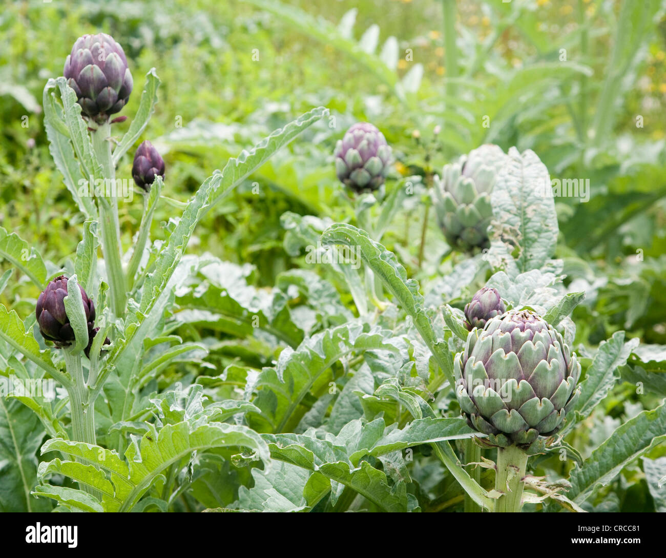 Cynara cardunculus, globe artichoke plant growing in Suffolk garden
