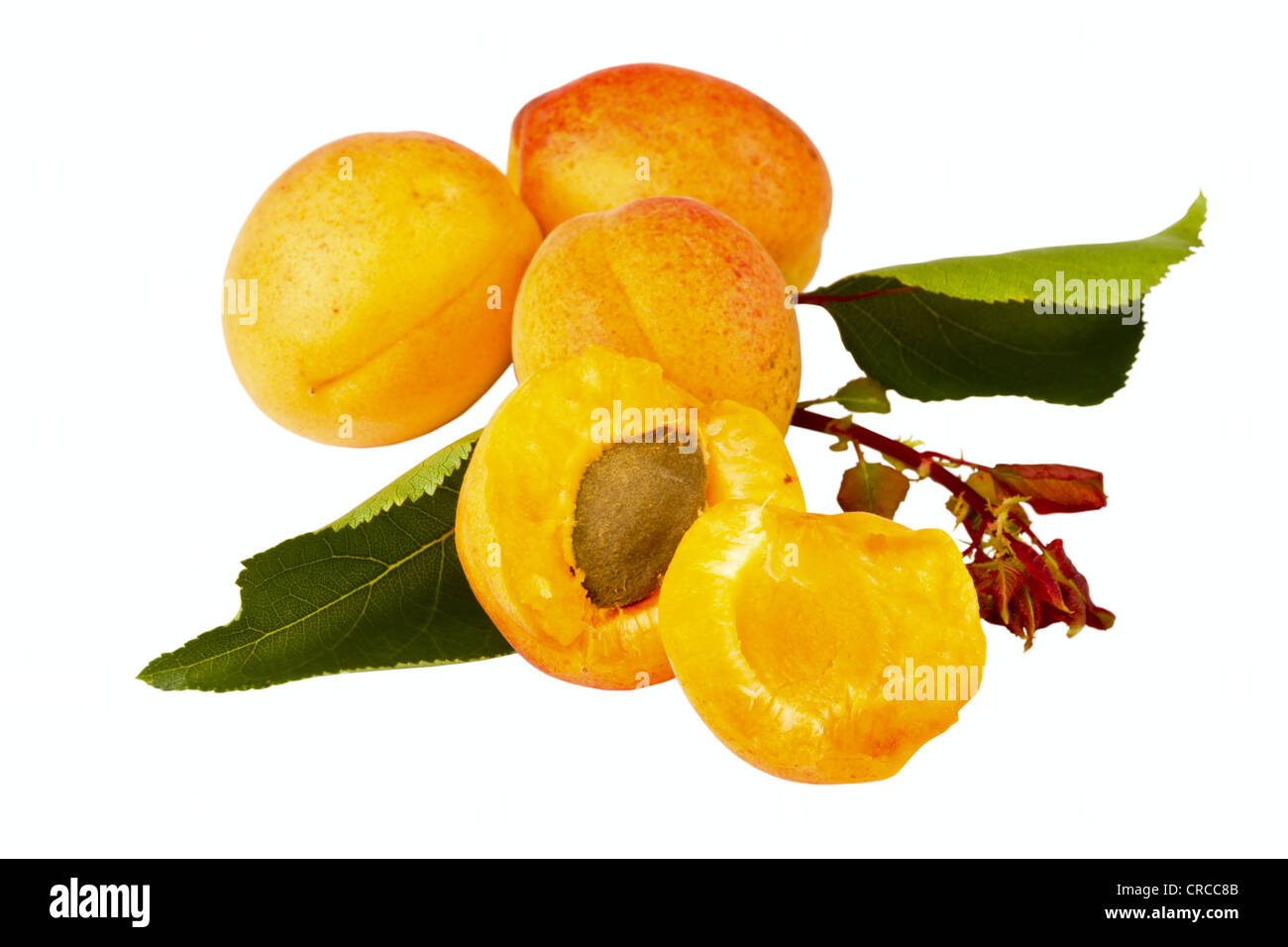 apricot fruits isolated on a white background Stock Photo Alamy