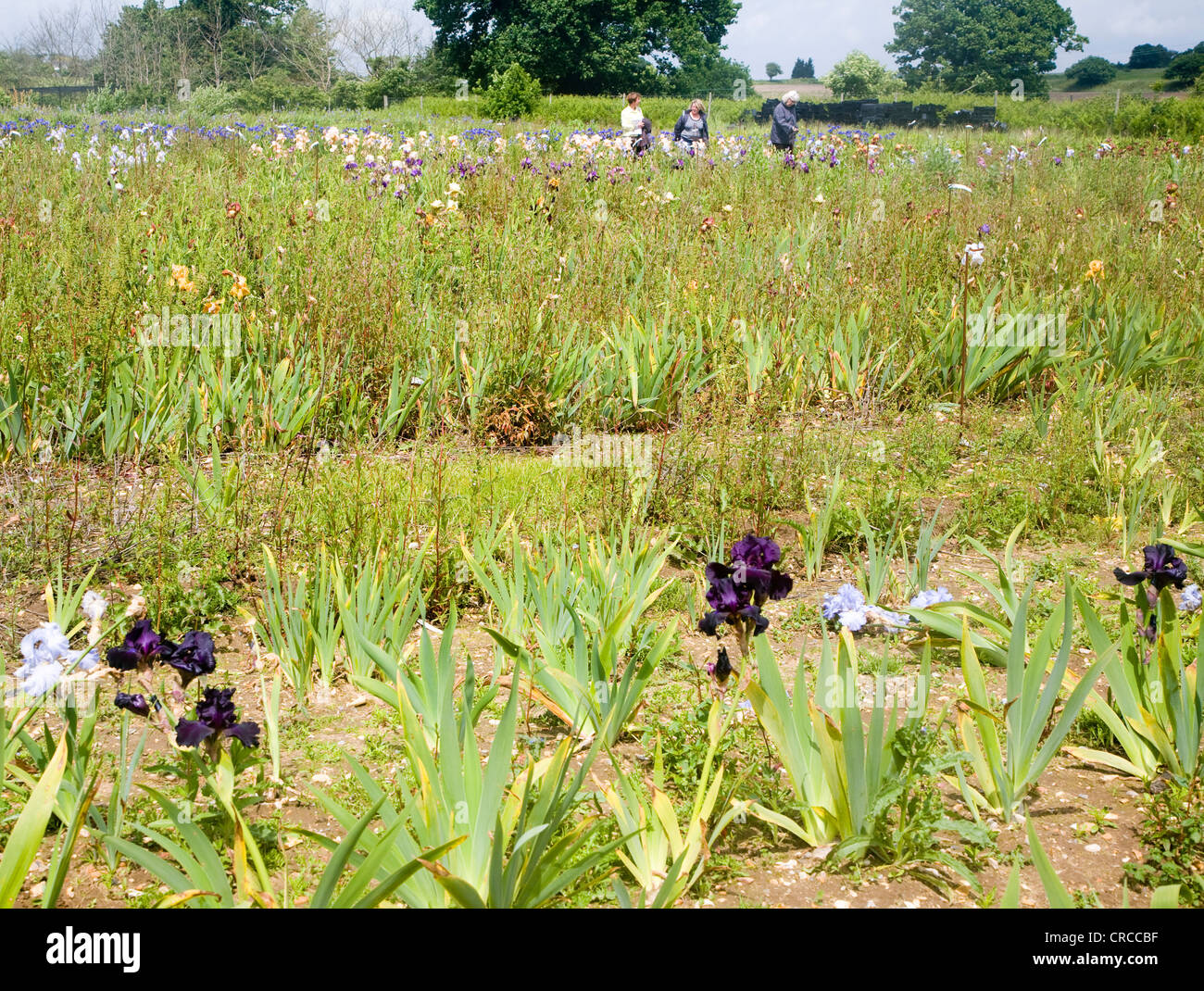 Plant field nursery uk hires stock photography and images Alamy