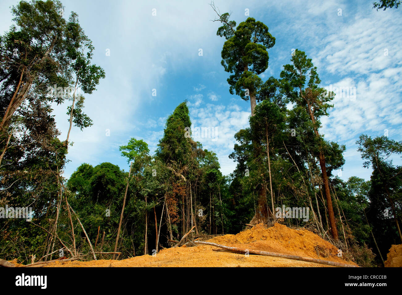 Deforestation of rainforest, South East Asia. Stock Photo