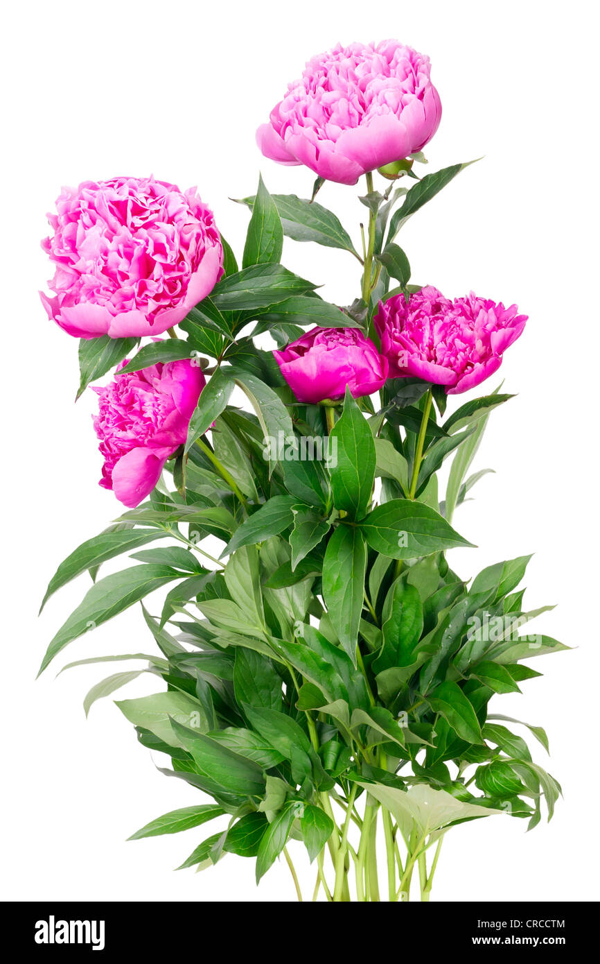 Big bush of the pink June summer peonies flowers isolated Stock Photo