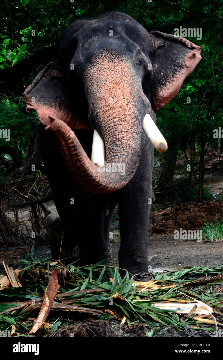 Elephant Stock Photo Alamy