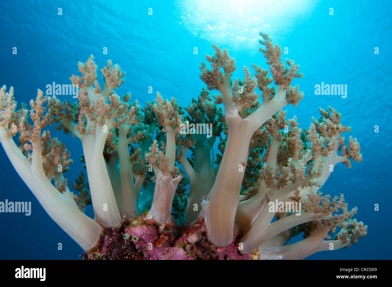 Tree like soft coral, Wakatobi, Sulawesi Tenggara, Indonesia. Stock Photo