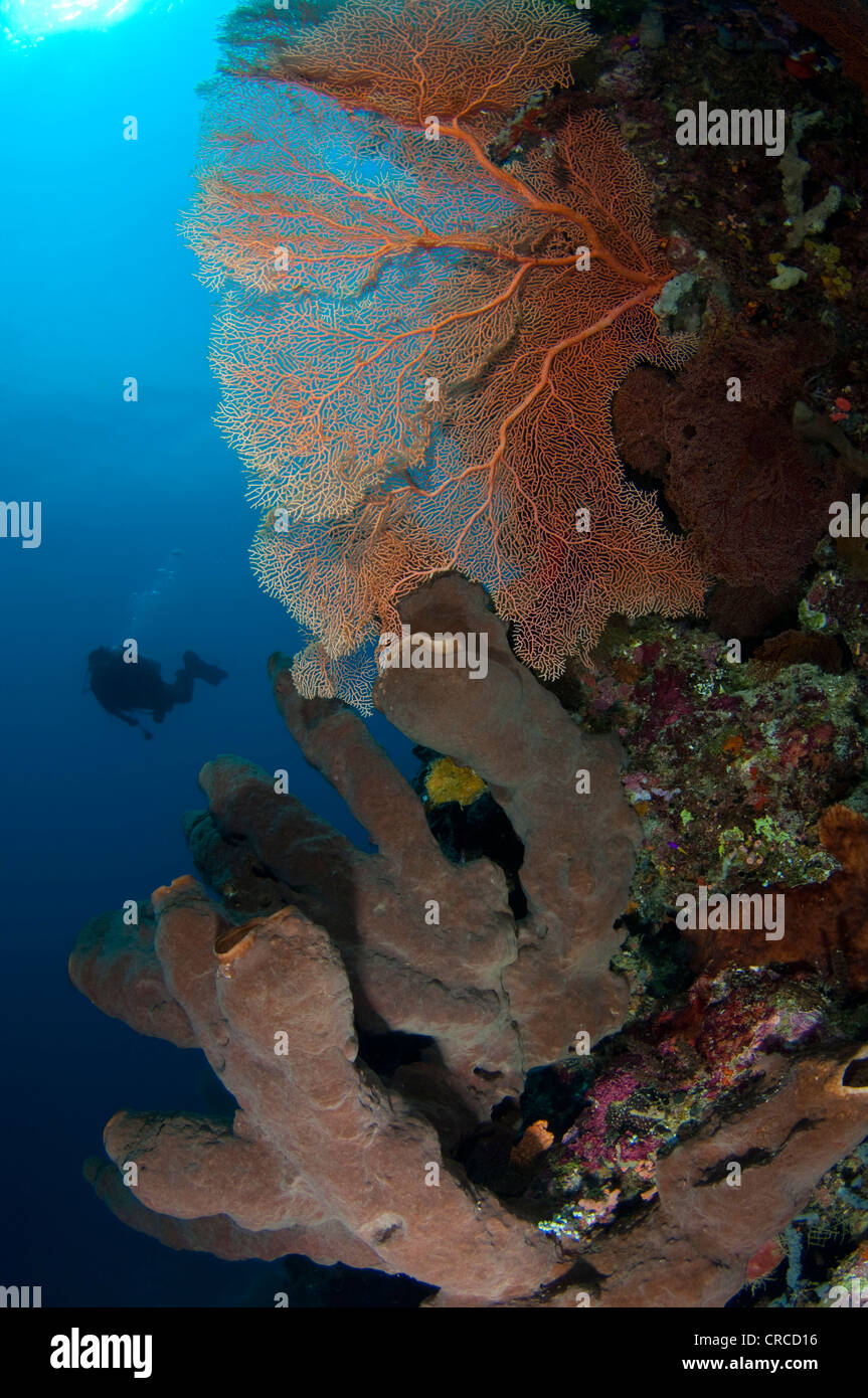 Big sponge, Foggy Reef, Saspotato