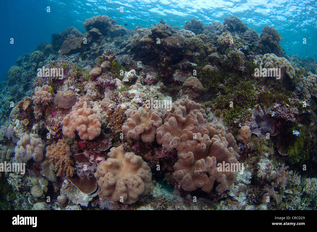 Mushroom leather coral, Sarcophyton sp, Wakatobi, Sulawesi Tenggara, Indonesia. Stock Photo