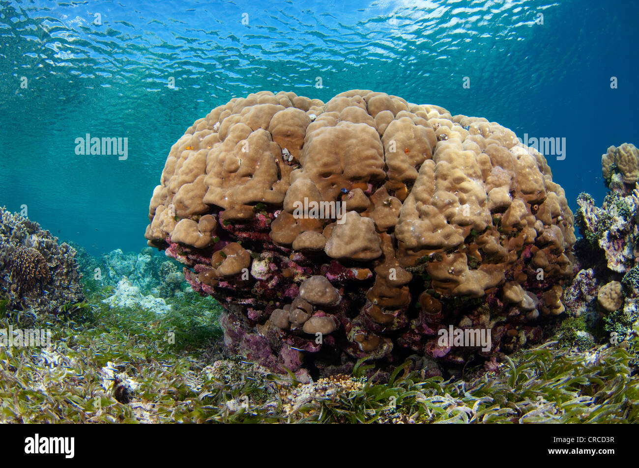 Hard coral colony, Porites sp, Wakatobi, Sulawesi Tenggara, Indonesia. Stock Photo