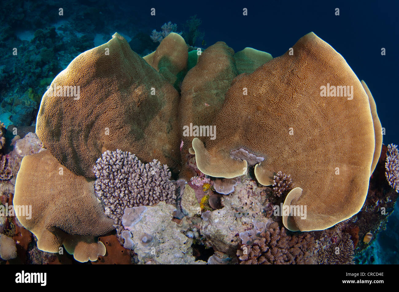 Hard Coral, Echinopora sp, Wakatobi, Sulawesi Tenggara, Indonesia. Stock Photo