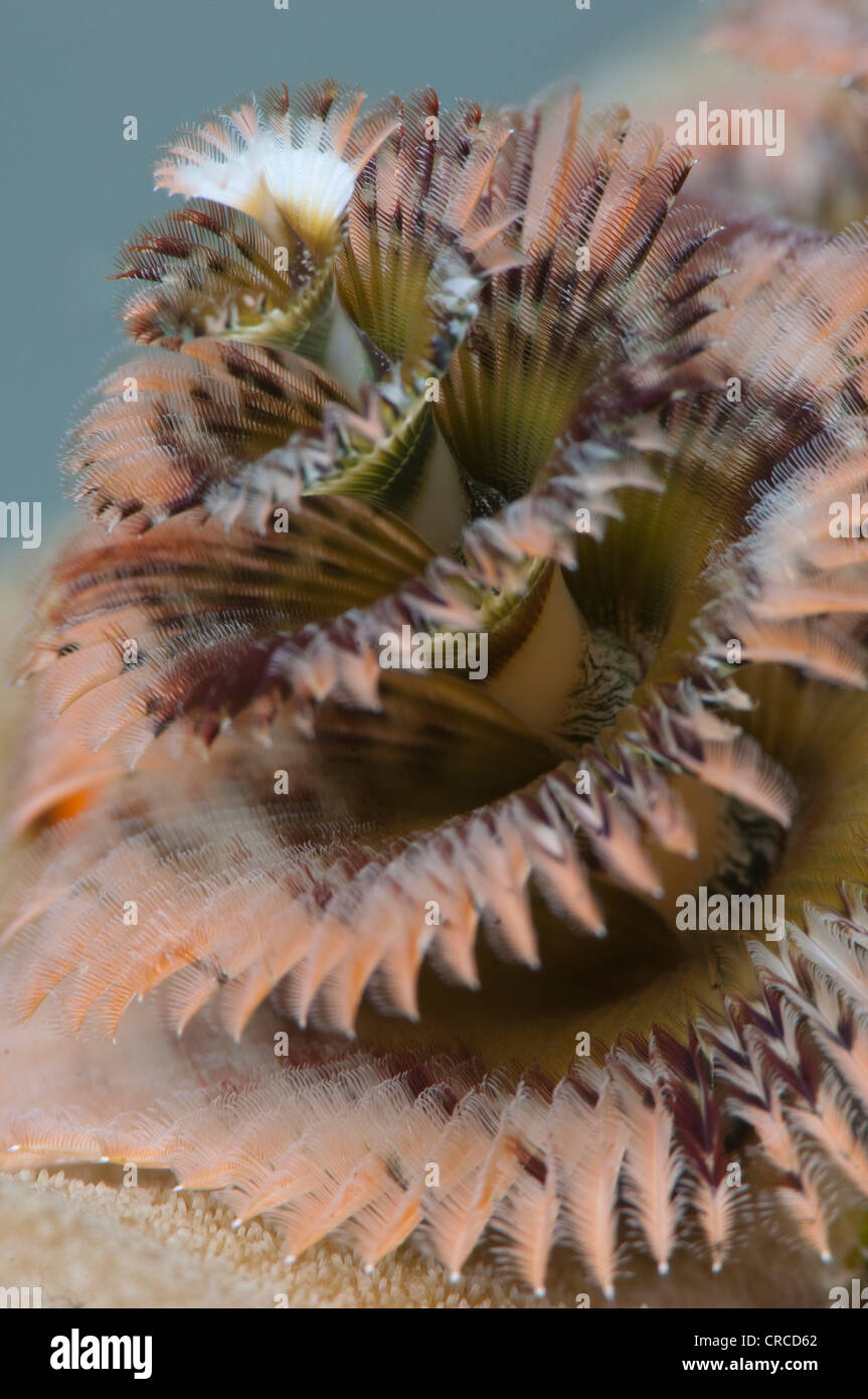 Brown Worm High Resolution Stock Photography And Images Alamy Brown Worm High Resolution Stock Photography And Images Alamy