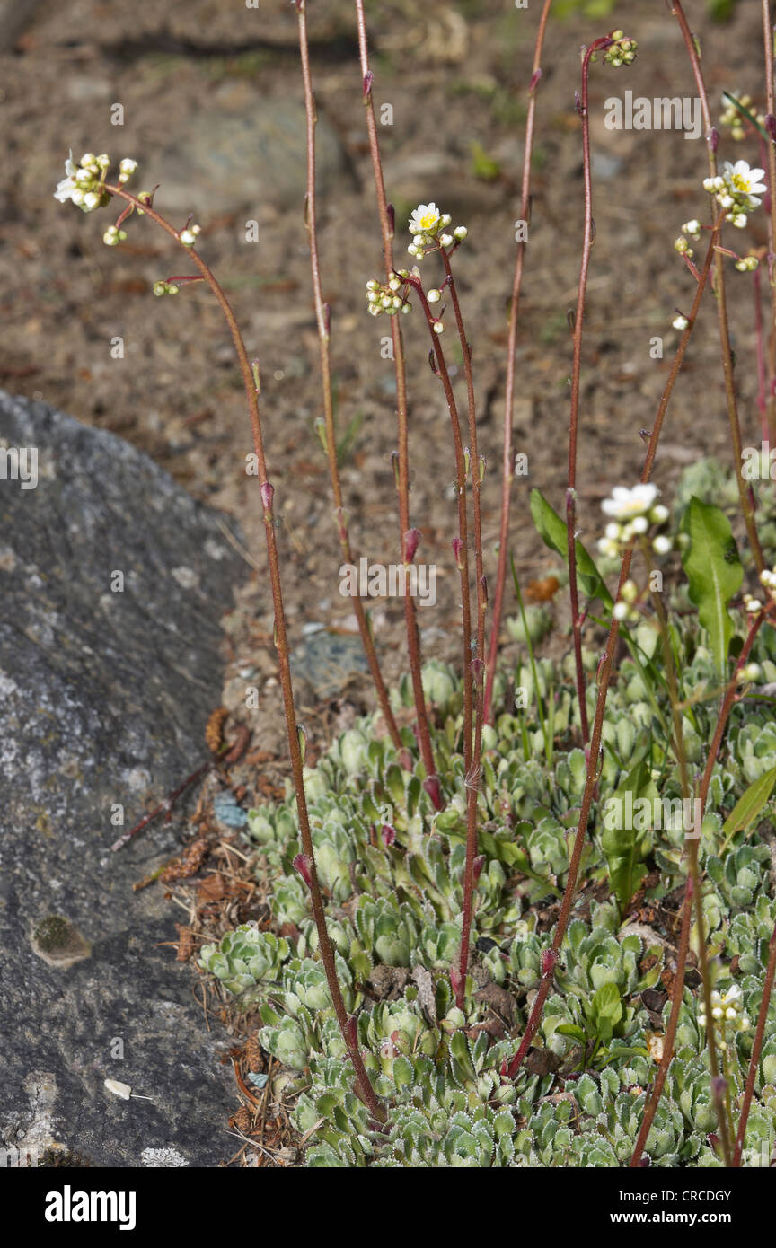 saxifrage, stone-break, Saxifraga paniculata, Saxifragaceae Stock Photo