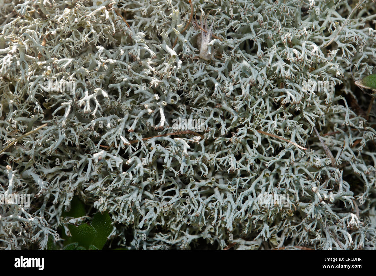 lichens, Cladonia arbuscula mitis Stock Photo