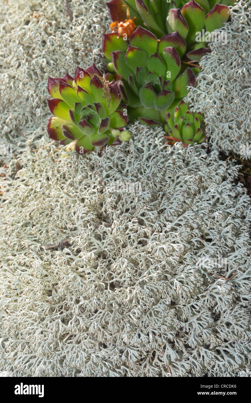 house leek among lichens Stock Photo