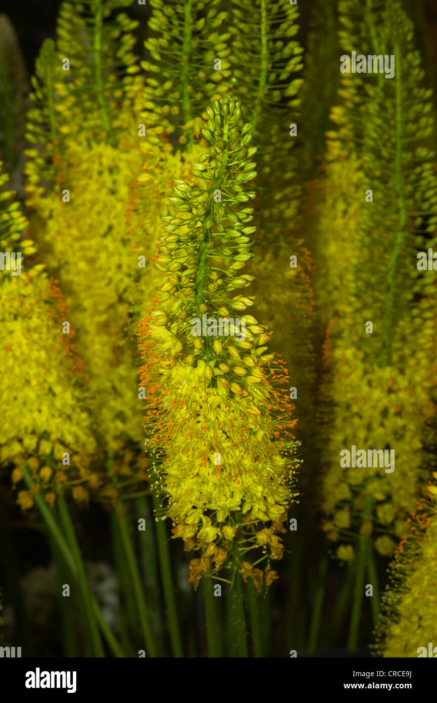 Foxtail lilies Stock Photo Alamy