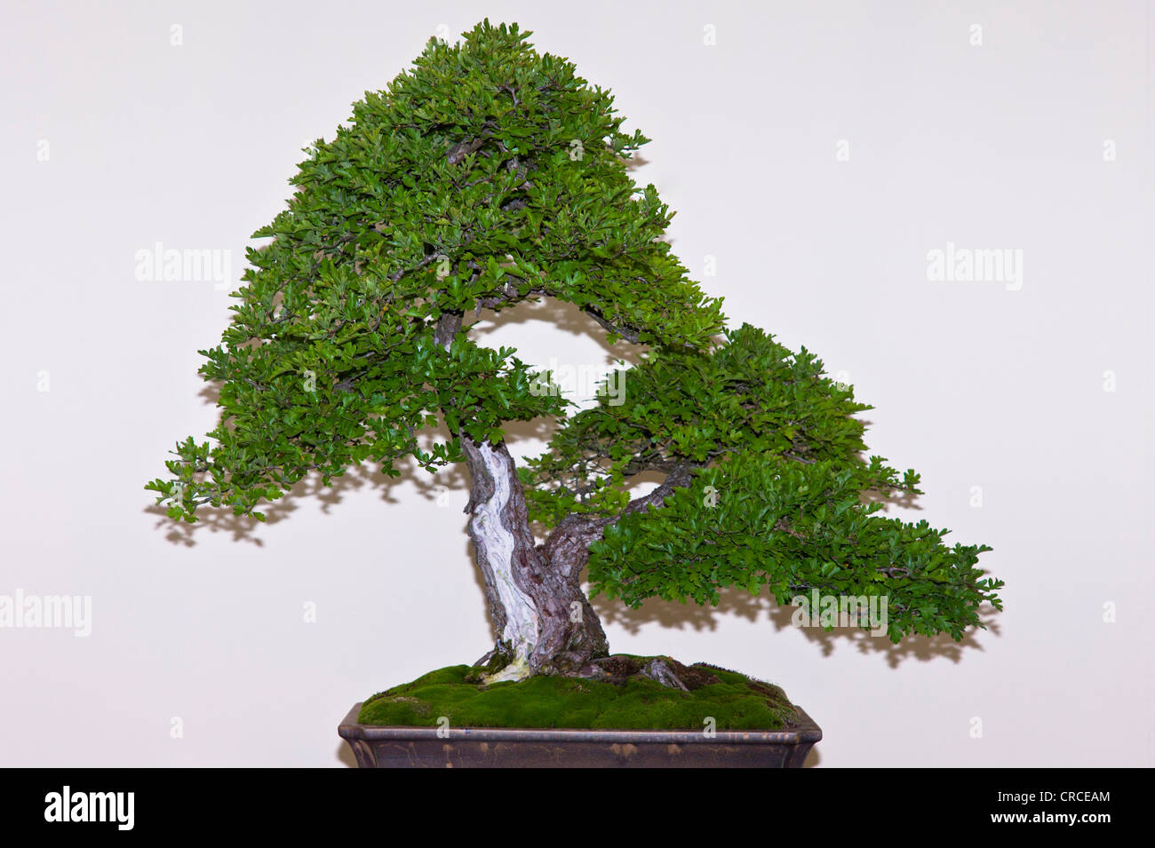 A large hawthorn bonsai Stock Photo