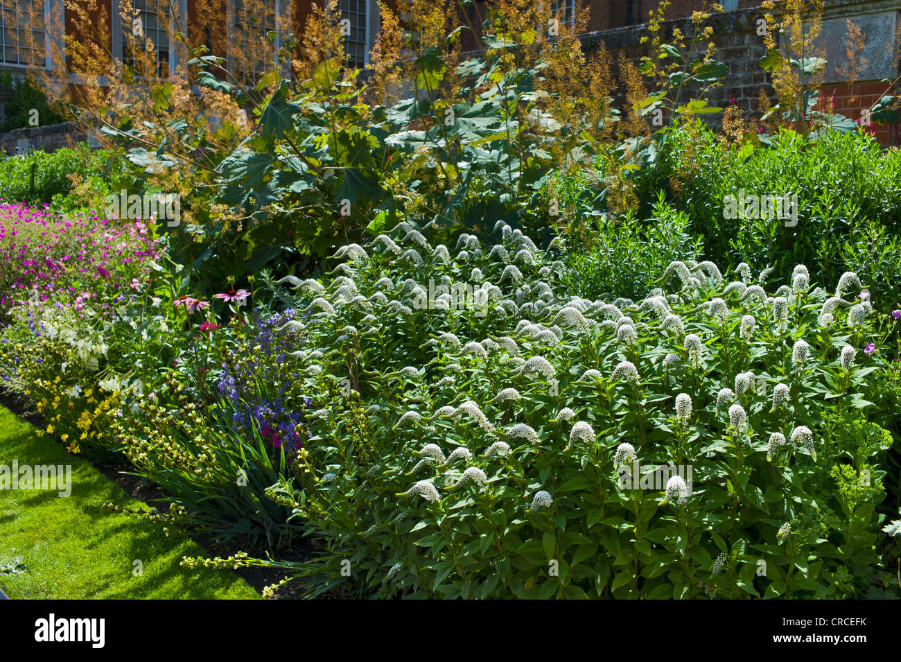 Lysimachia clethroides in the borders at Hampton Court Royal Palace Stock Photo