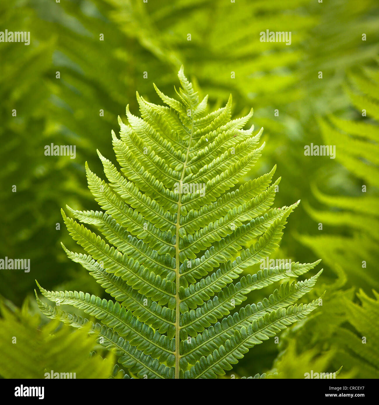 Ferns glade hires stock photography and images Alamy