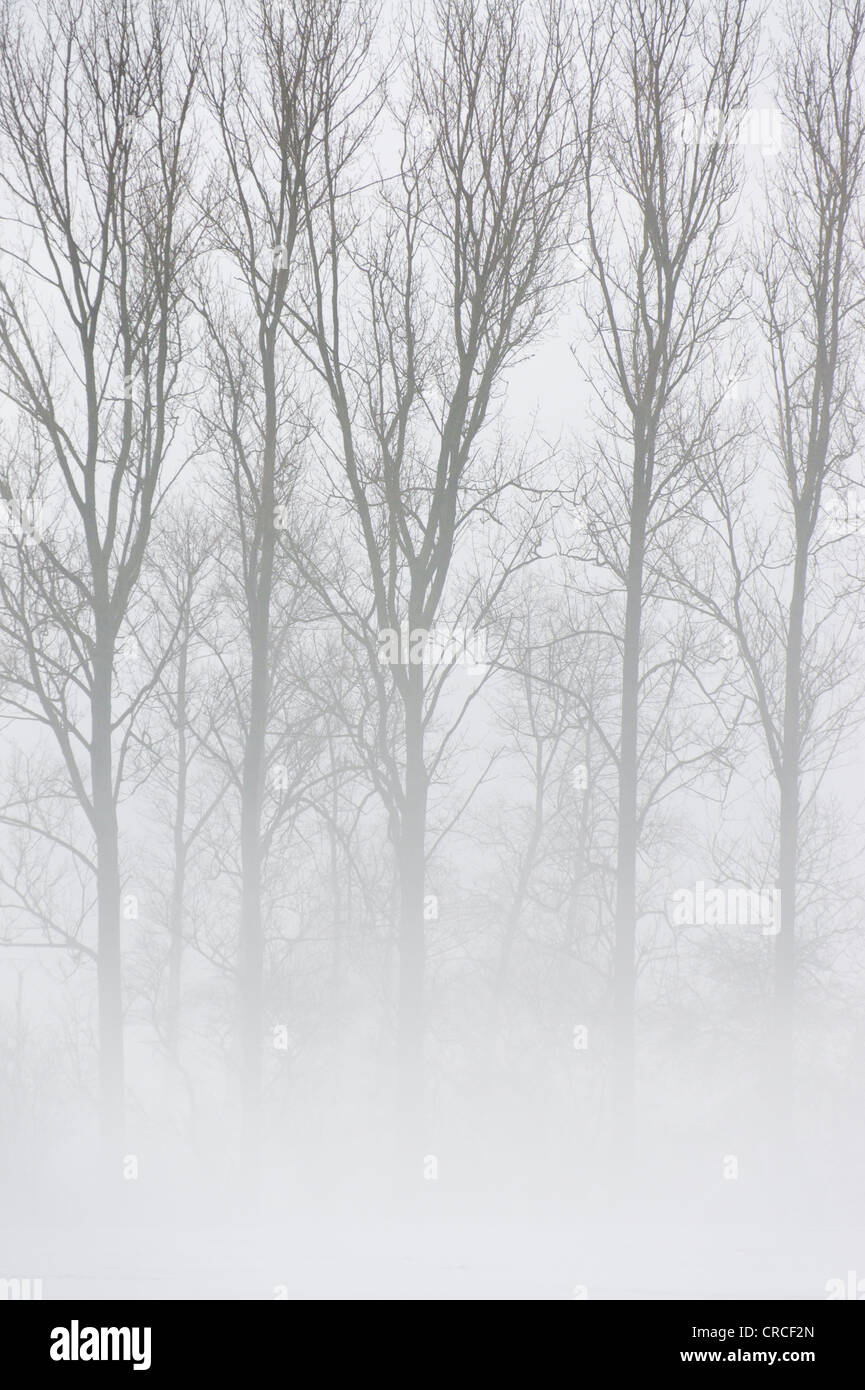 Trees in the mist, Kuppenrhoen, Kuppen Rhoen, Vorderrhoen, Rhoen foothills, Hesse, Germany, Europe Stock Photo