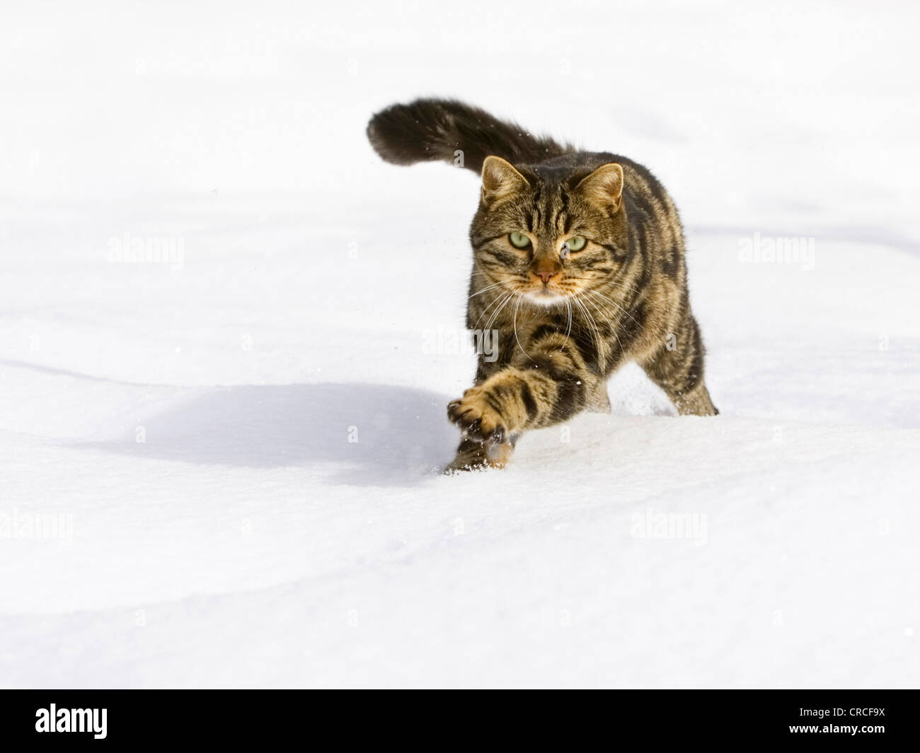 Wothe Cut Out Stock Images & Pictures Alamy