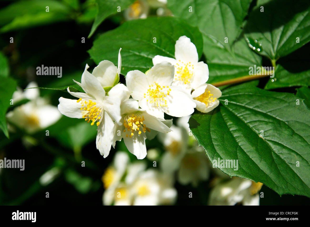 Jasmine Blossoms are often used for the production of fragrance or tea. Stock Photo
