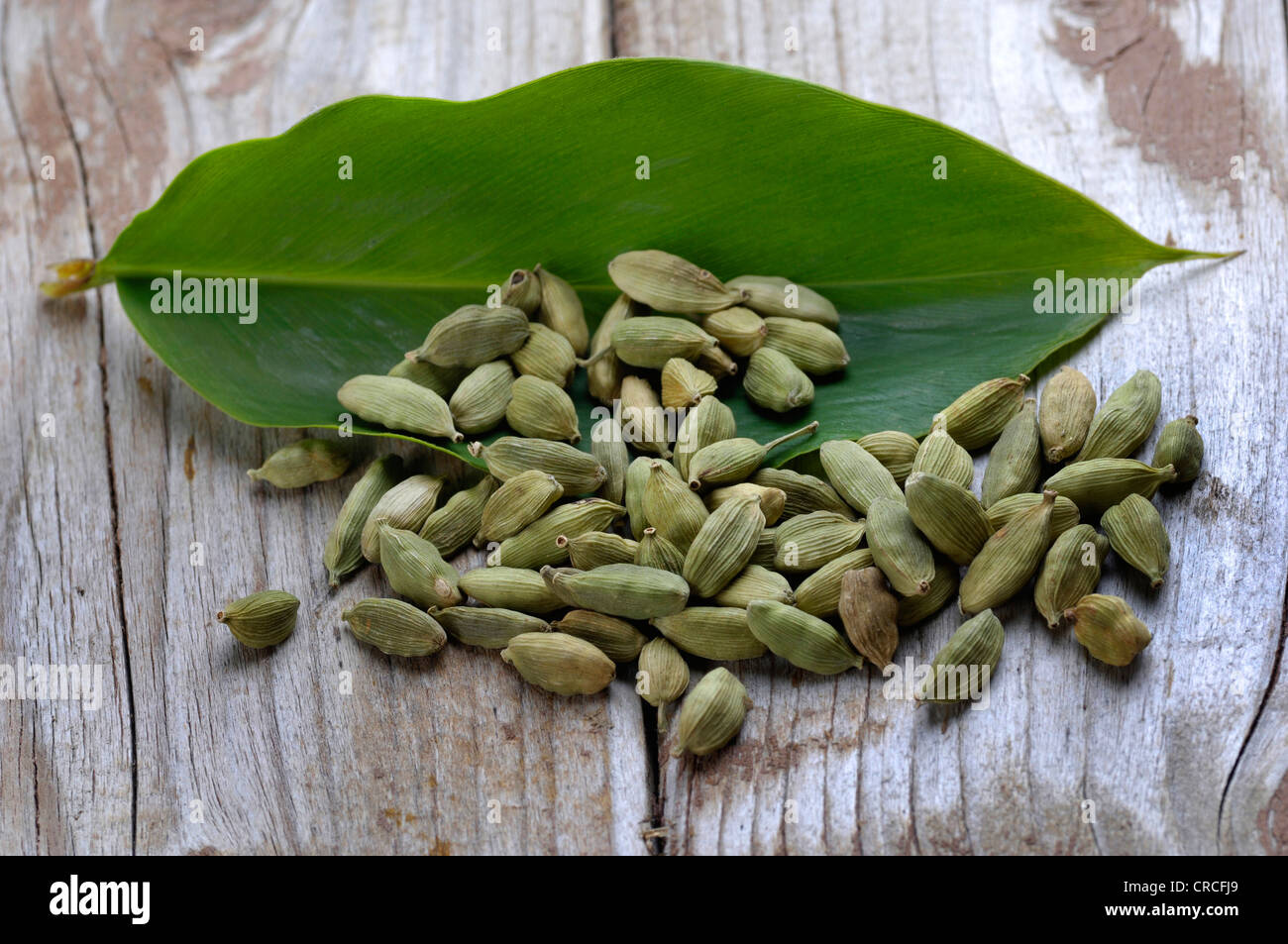 true cardamom (Elettaria cardamomum, Amomum cardamon), capsules with seeds Stock Photo