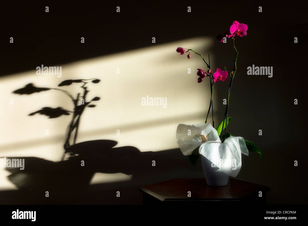 Evening shadows as late evening sunlight picks out an orchid on a side table. Stock Photo