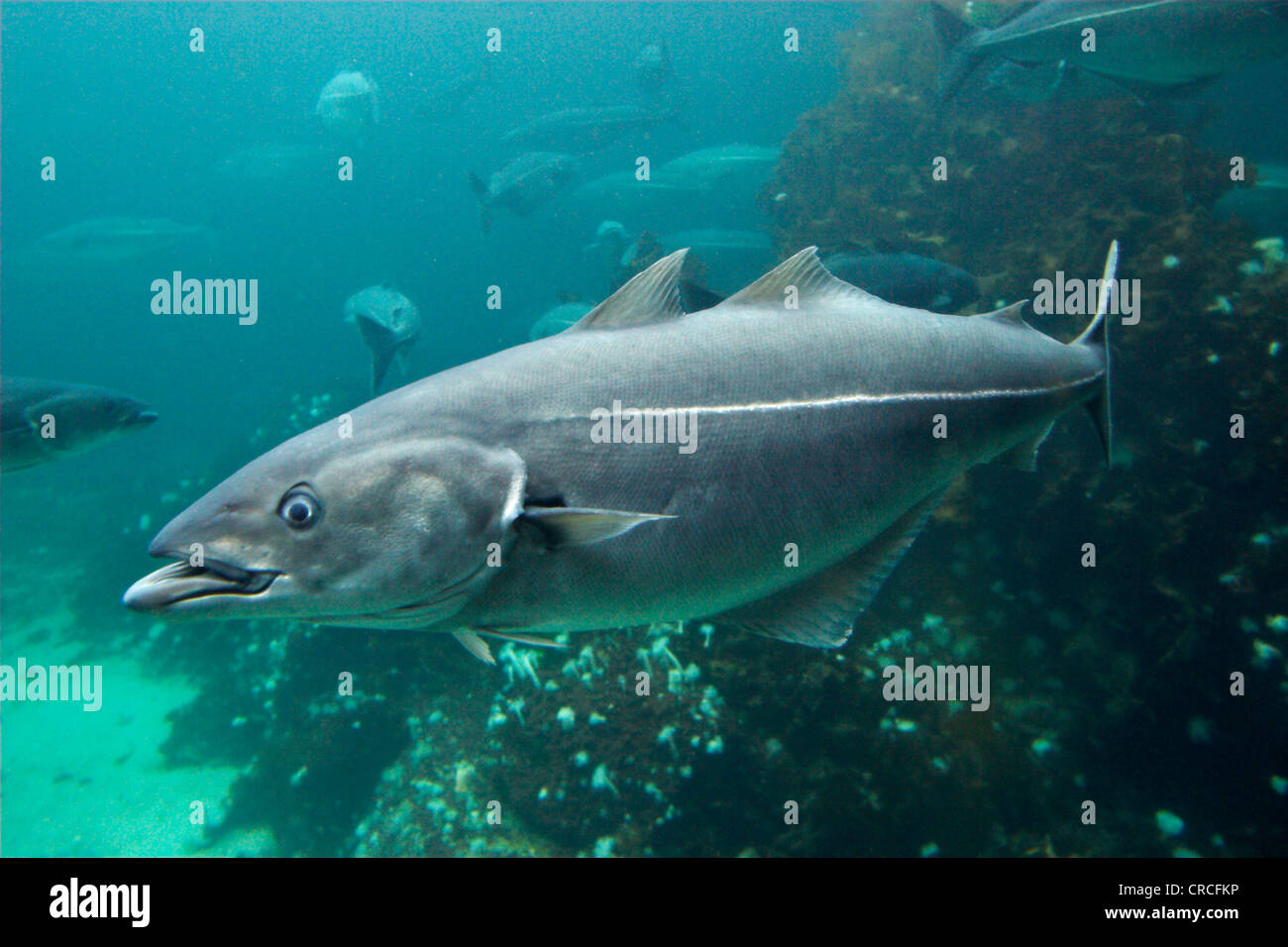 saithe, pollock, Atlantic pollock, coley, coalfish (Pollachius virens), in habitat Stock Photo