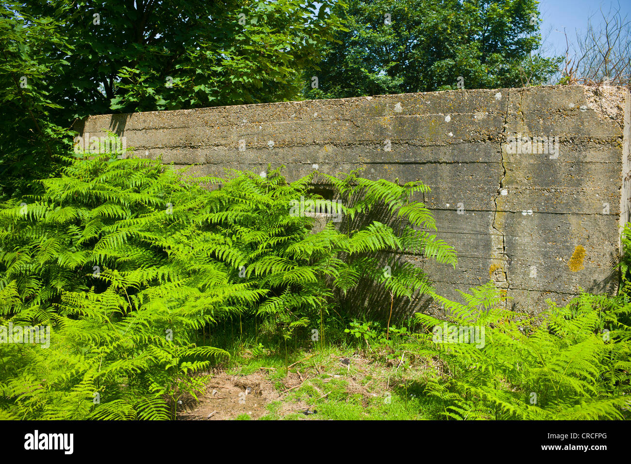 A world war 2 concrete 'pill box' is slowly overtaken by nature Stock Photo