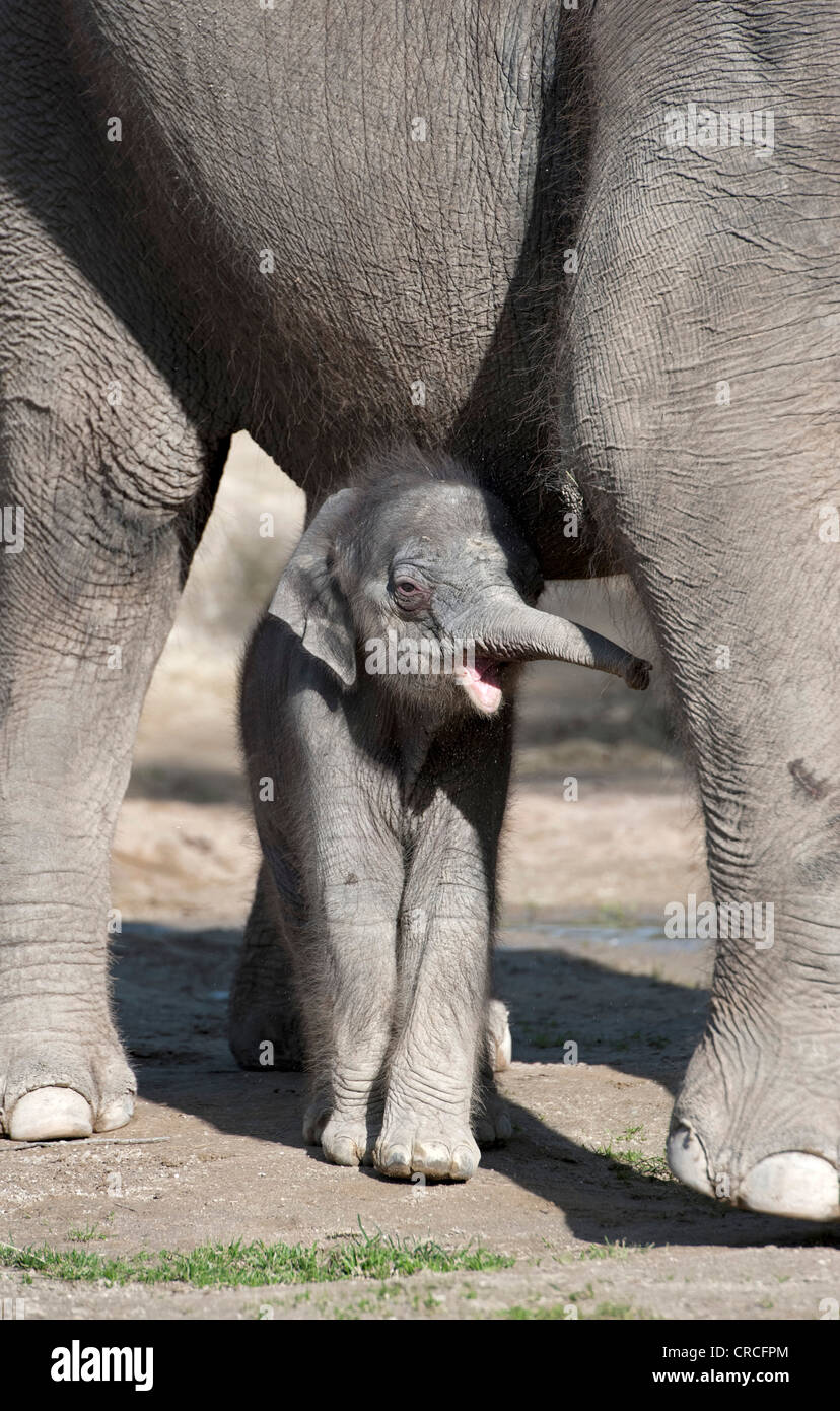Female baby elephant, 11 days, Asian elephant (Elephas maximus), on the first trip in the outdoor enclosure with her mother Stock Photo