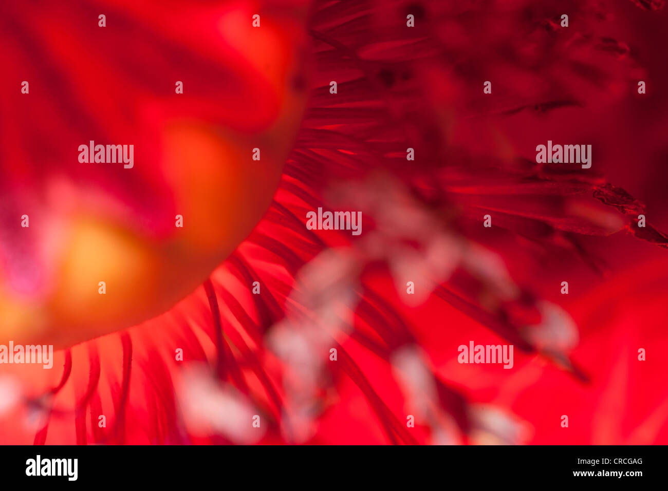 red poppy close up Stock Photo
