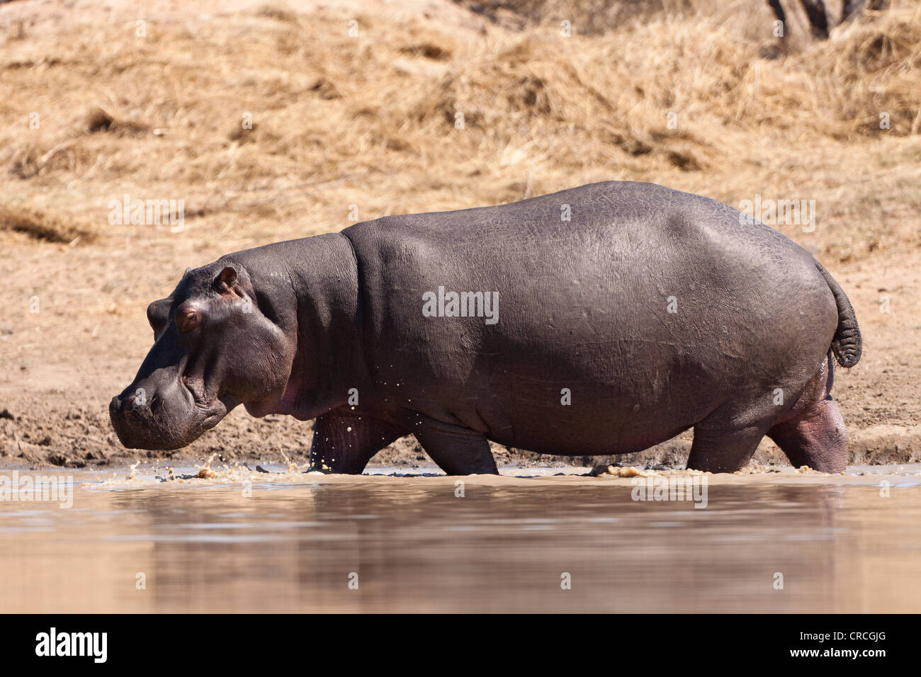 Hippopotamuses (Hippopotamus amphibius) walking in a waterhole, Tshukudu Game Lodge, , Greater Kruger National Park Stock Photo