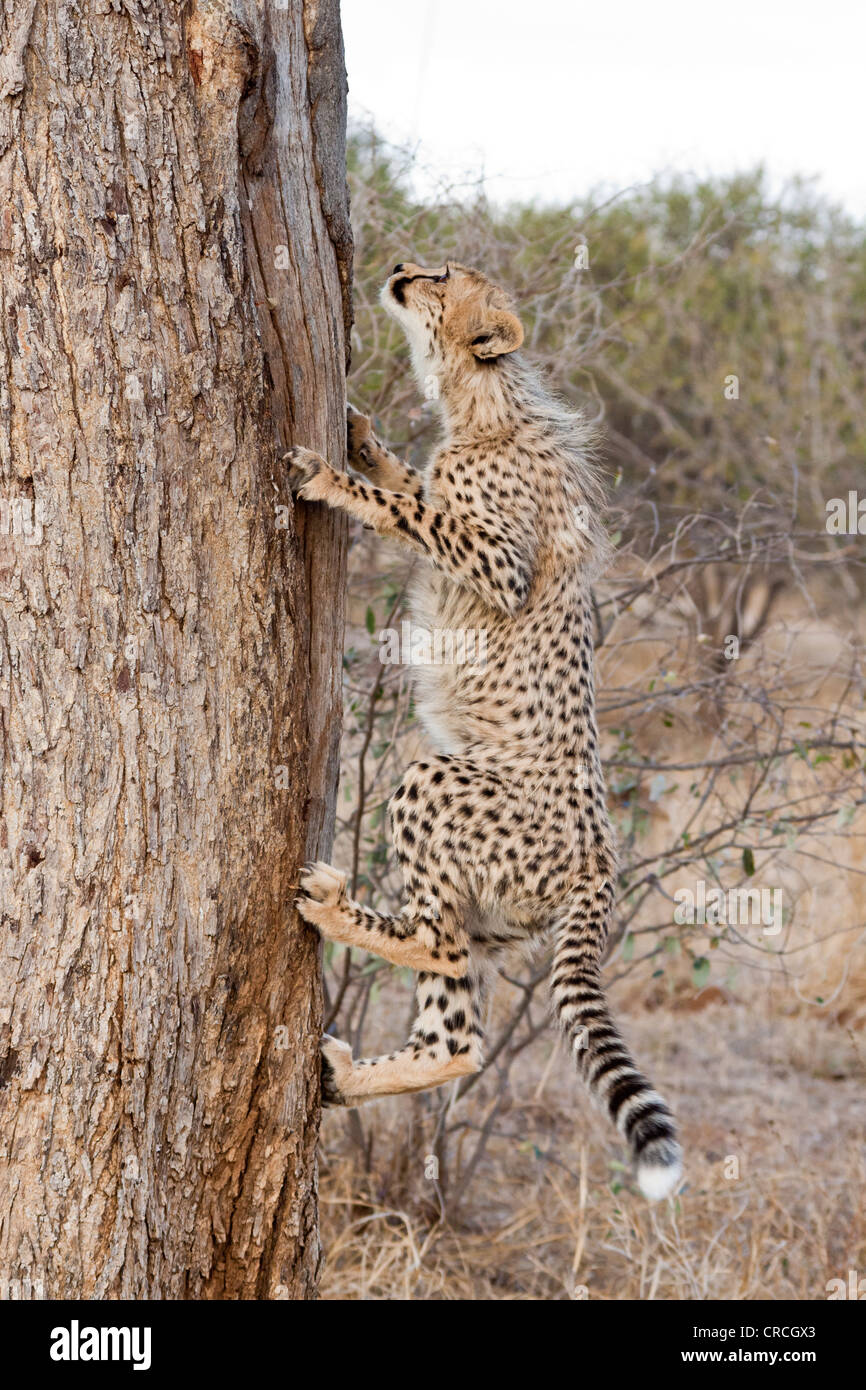 Cheetah climbing tree hires stock photography and images Alamy