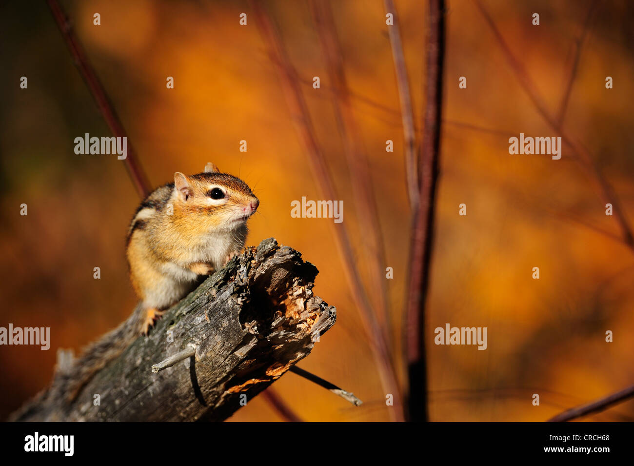 Chipmunks (Tamias striatus) sitting on a branch, Ontario, Canada Stock Photo