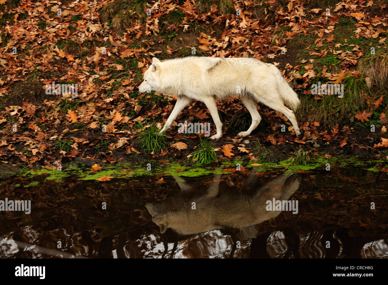 Polar Wolf, White Wolf or Arctic Wolf (Canis lupus arctos) at a pond, reflected in the water, Canada Stock Photo