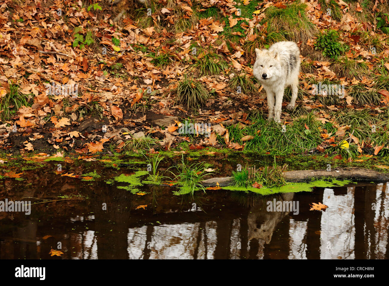 Polar Wolf, White Wolf or Arctic Wolf (Canis lupus arctos) at a pond, reflected in the water, Canada Stock Photo