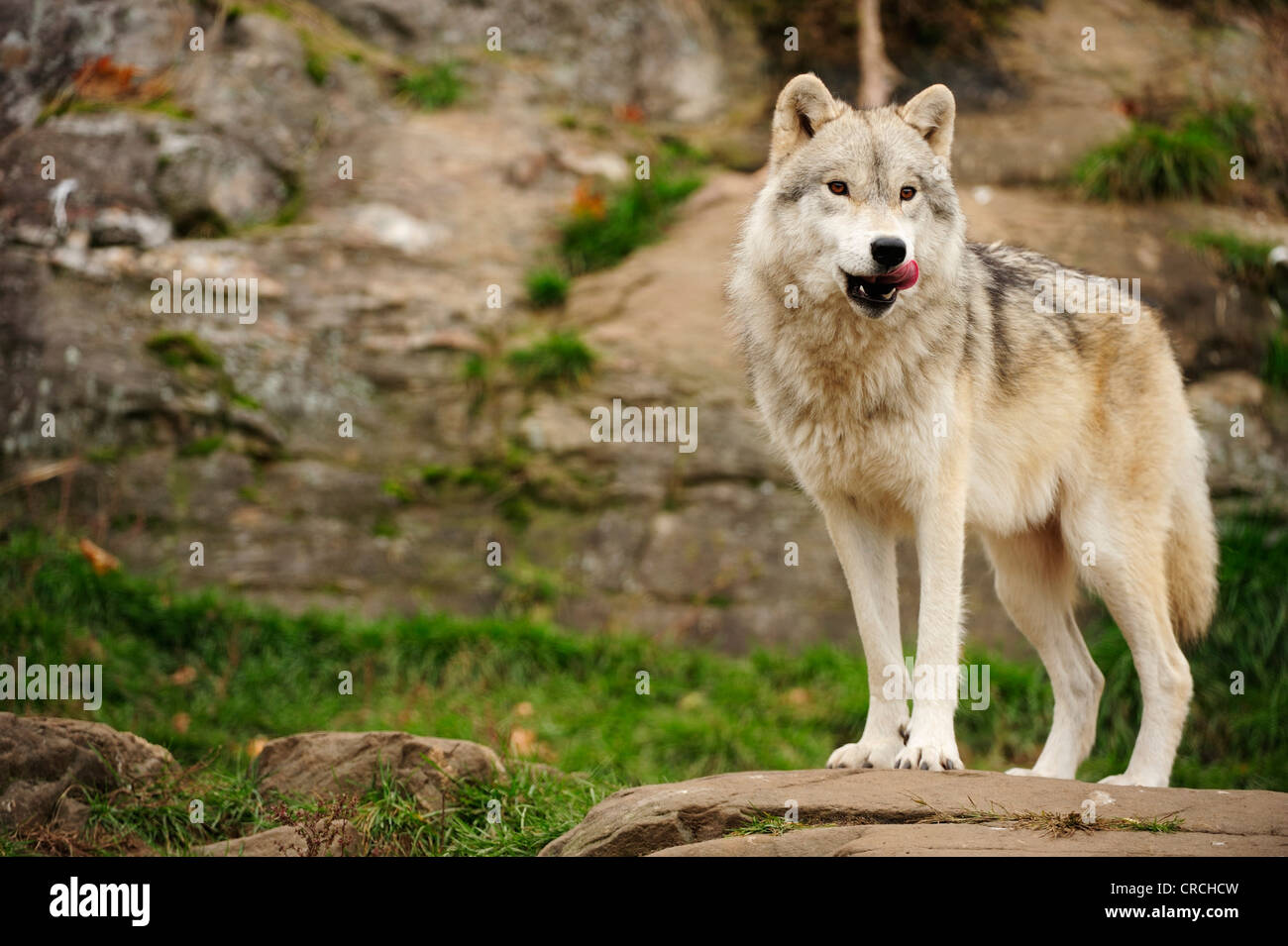 Polar Wolf, White Wolf or Arctic Wolf (Canis lupus arctos) standing on a rock, Canada Stock Photo