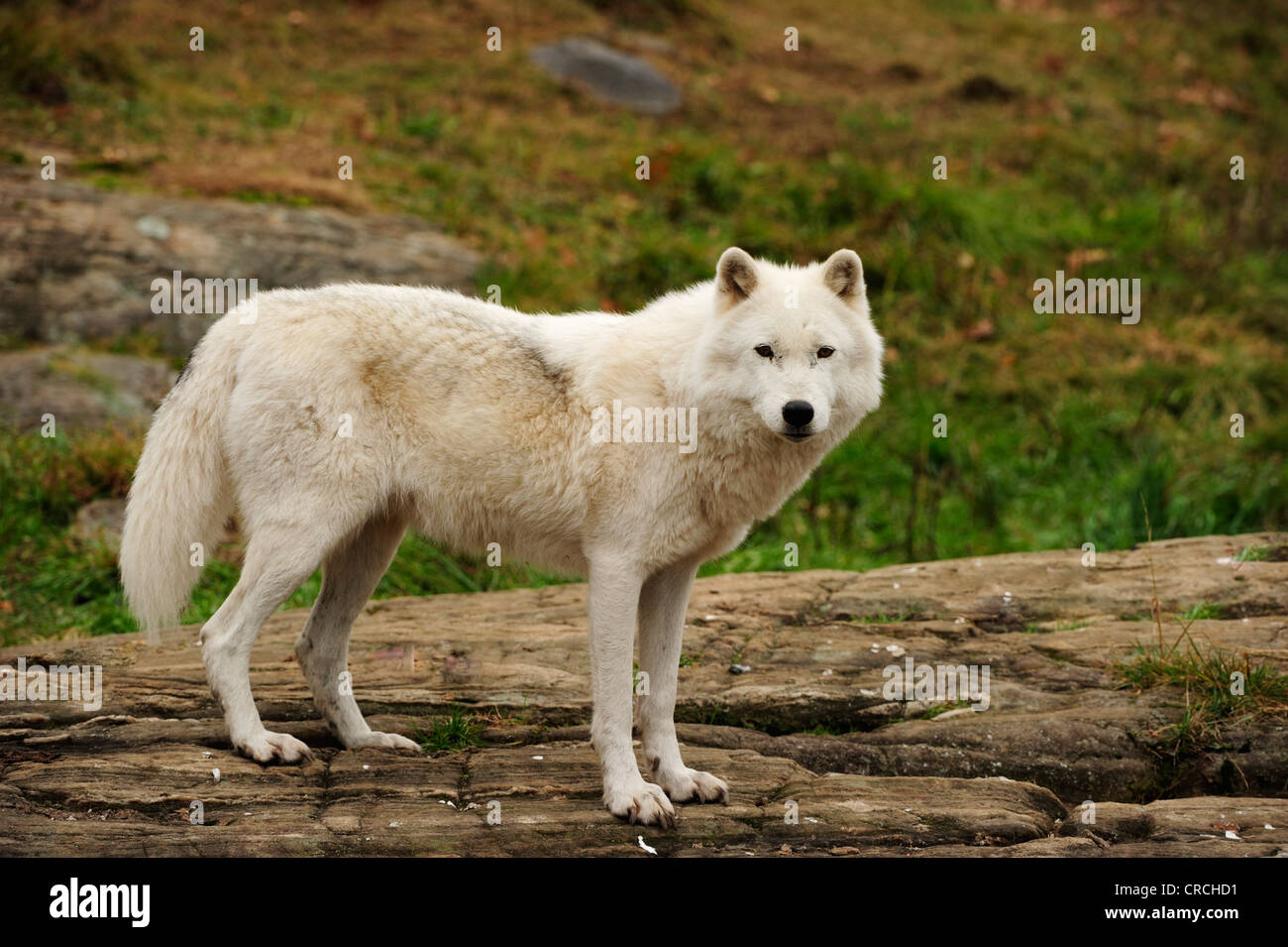 Polar Wolf, White Wolf or Arctic Wolf (Canis lupus arctos) standing on a rock in Parc Omega, Montebello, Quebec, Canada Stock Photo