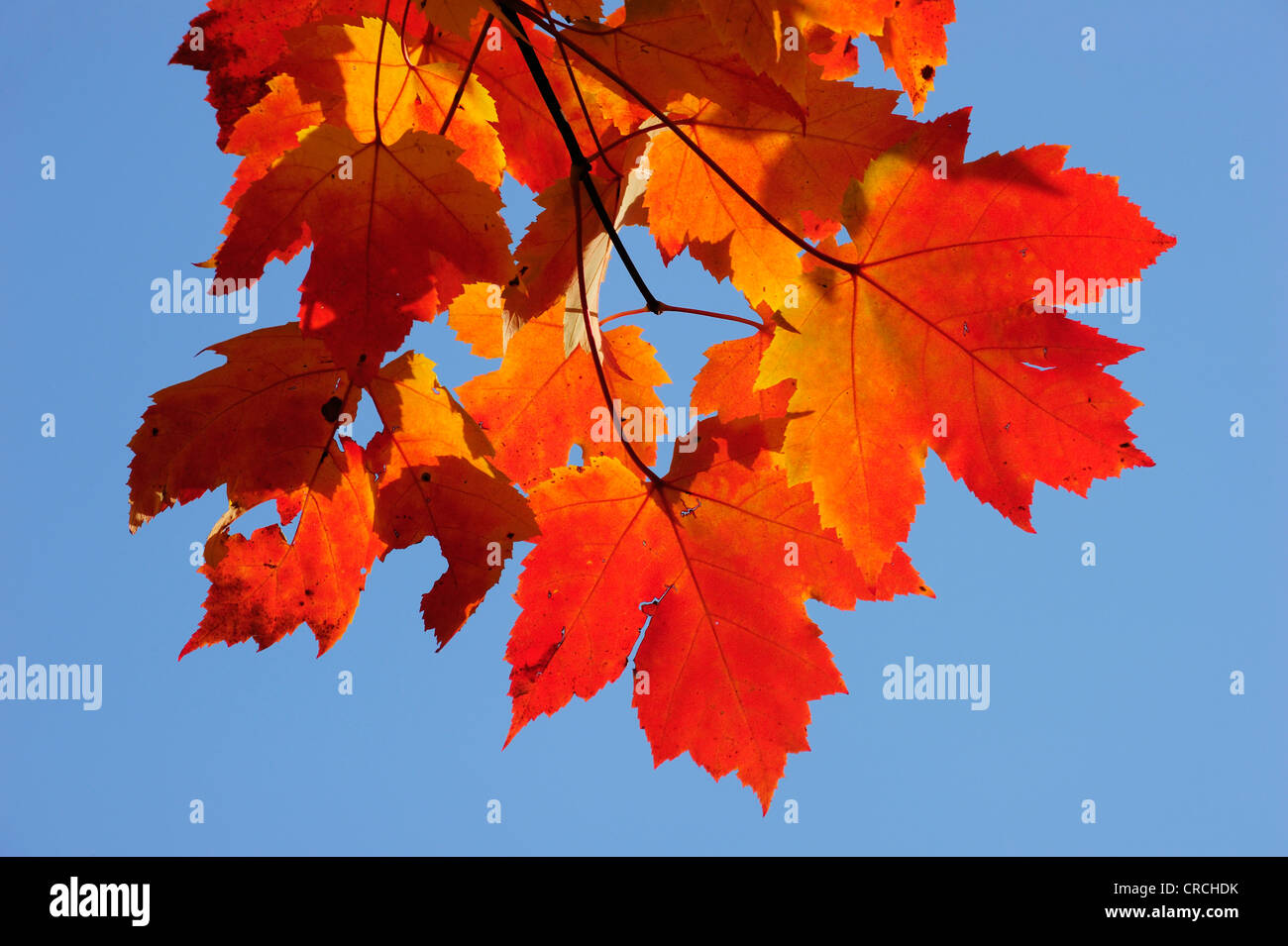 Autumnal red and yellow coloured maple leaves, Quebec, Canada Stock ...