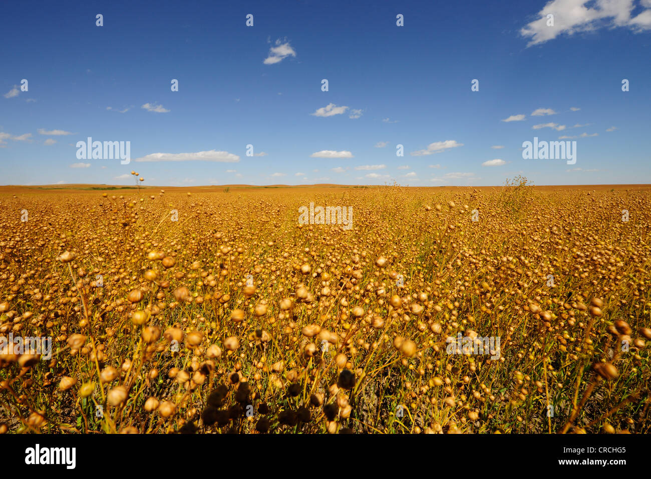 Pea field, prairie, Saskatchewan, Canada Stock Photo
