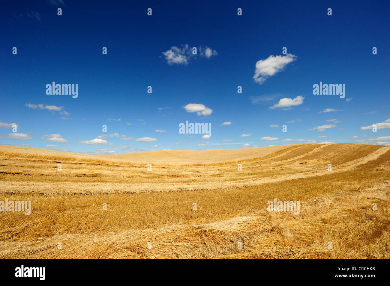 Harvested wheat field in the prairie, Manitoba, Canada Stock Photo