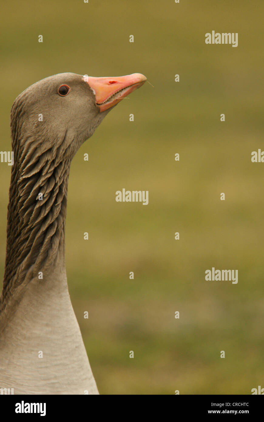 greylag goose (Anser anser), warning male, Germany, Saxony Stock Photo