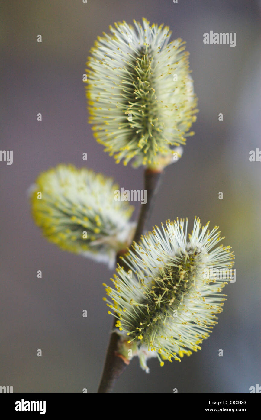 willow, osier (Salix spec.), male Flowers, Germany, Brandenburg Stock Photo