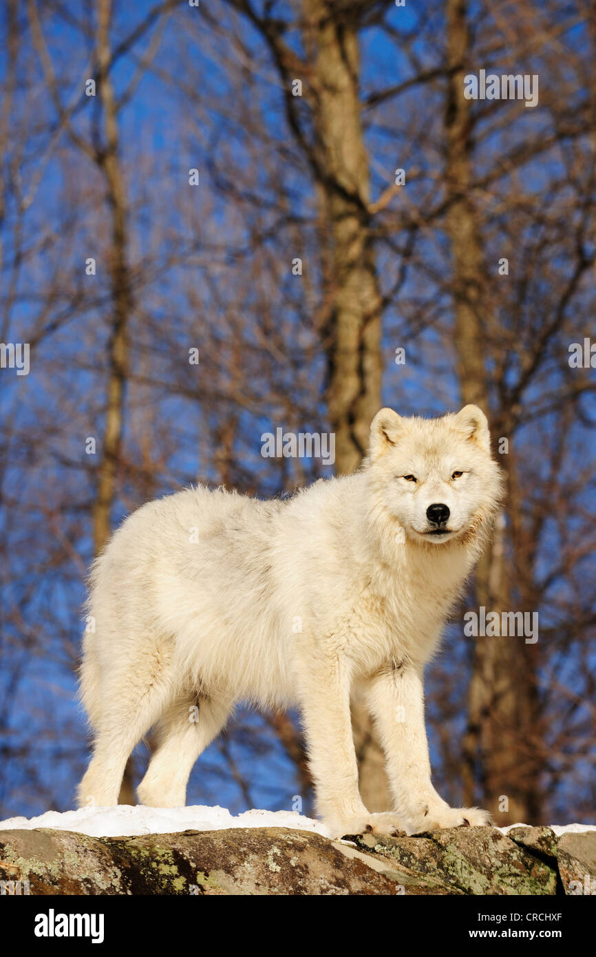 Arctic Wolf, Polar Wolf or White Wolf (Canis lupus arctos) standing on snow-covered rocks, Canada Stock Photo