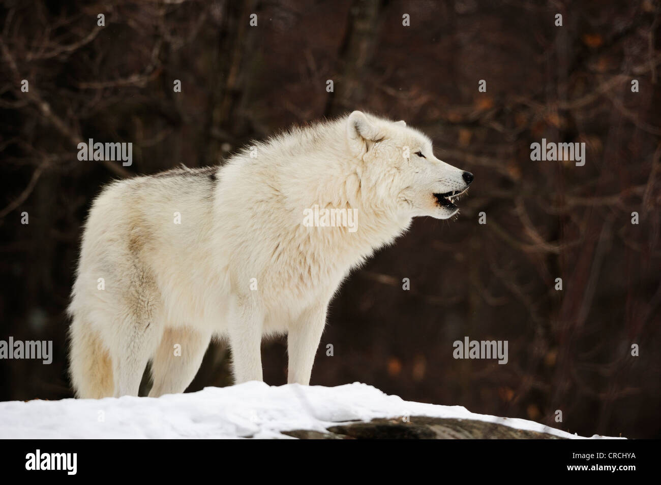 Arctic Wolf, Polar Wolf or White Wolf (Canis lupus arctos) standing on a snow-covered rock, Canada Stock Photo