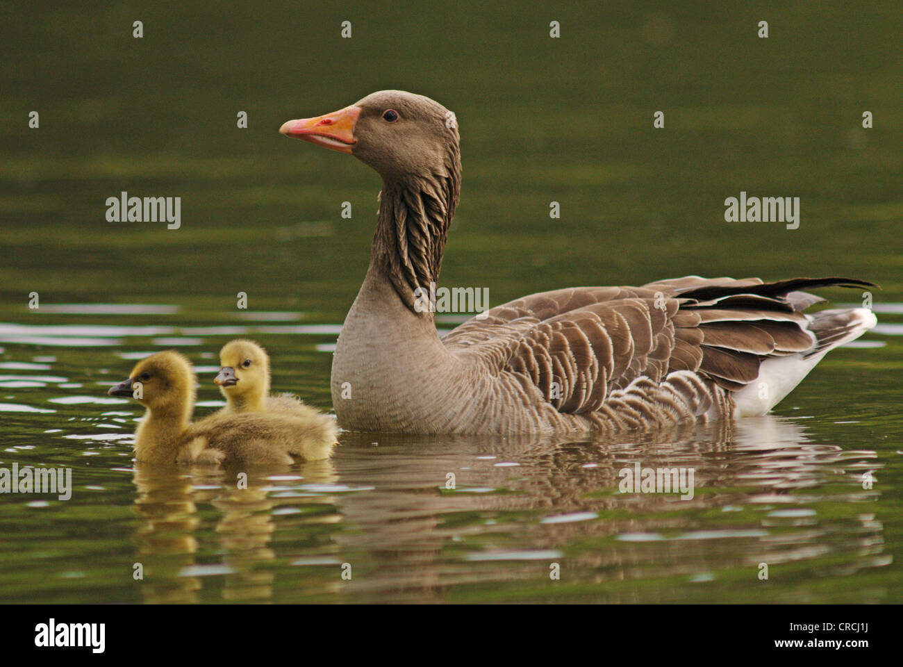greylag goose (Anser anser), goose with juveniles swimming on water, Germany, Saxony Stock Photo