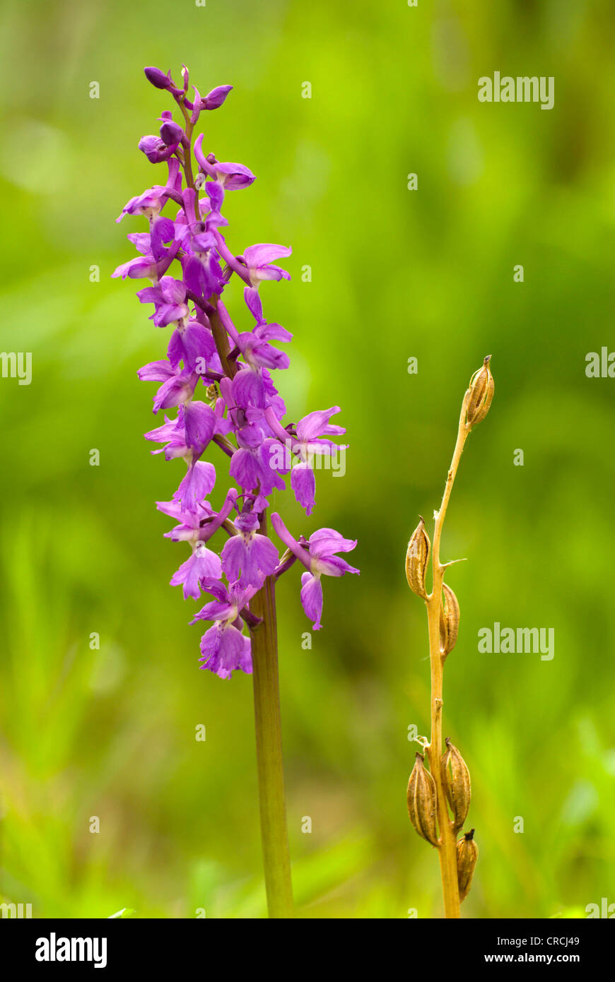 green-winged orchid, green-winged meadow orchid (Orchis morio), inflorescence and infructescence, Germany, Saarland Stock Photo