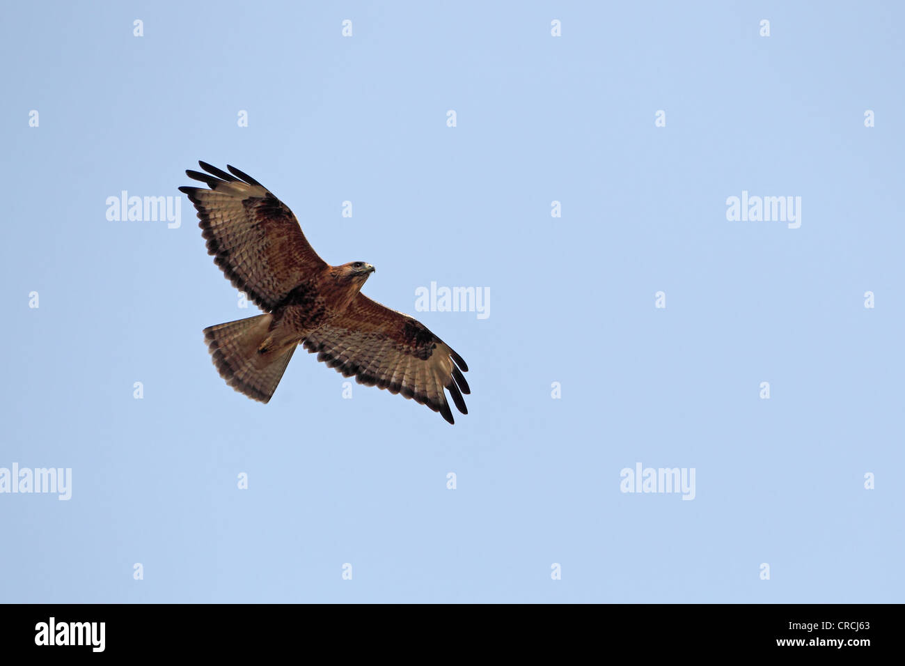 Long-legged Buzzard (Buteo rufinus Stock Photo - Alamy